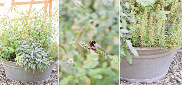 Meine Kräuterstation im Garten - hier kann regelmäßig geerntet und gedörrt werden um einen Vorrat für den Winter anzulegen